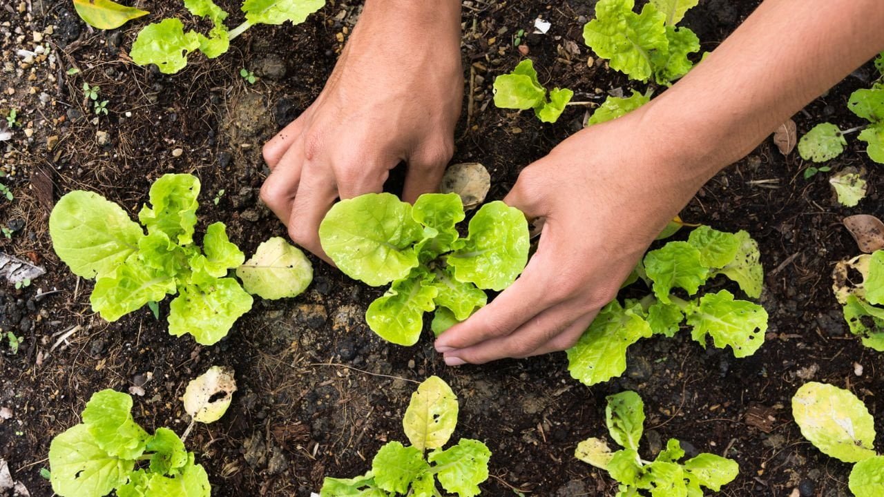 Insect Frass pode ajudar a cultivar plantas