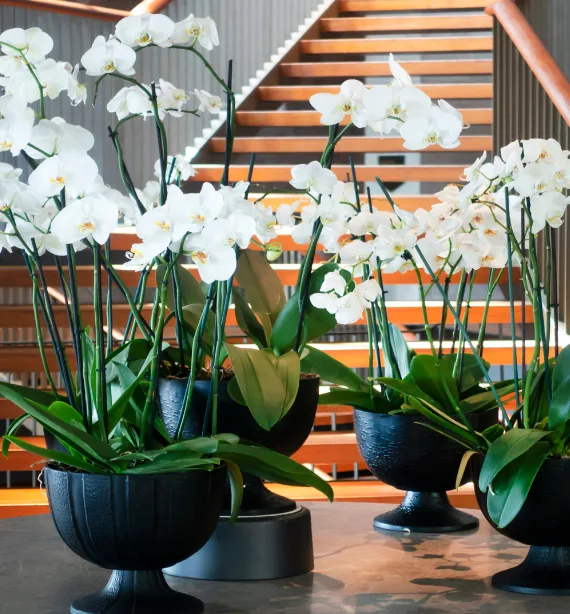 KIT de Fertilizante para Orquídeas, Cactos e Suculentas - Imagem 7